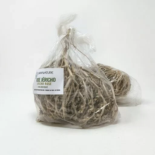 ROSE DE JERICHO séchées